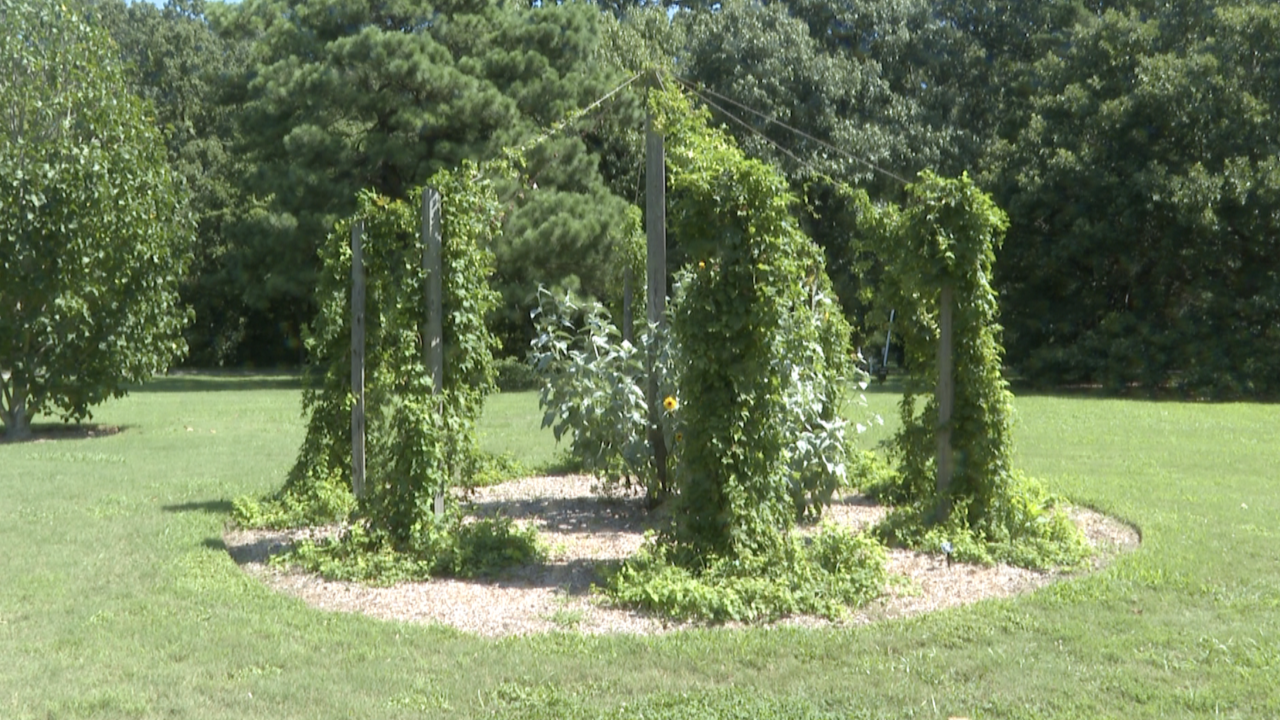COVA Brewing harvests hops from Norfolk Botanical Garden