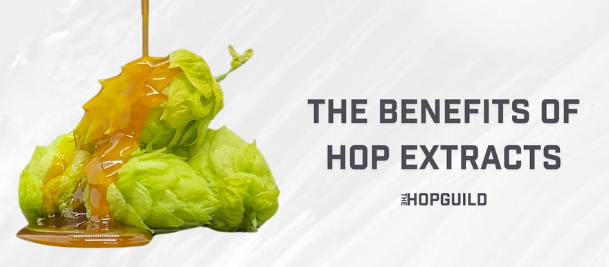 The benefits of hop extracts banner