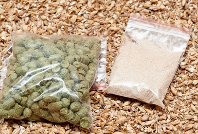 Biotransformation: Understanding the Relationship Between Hops and Yeast