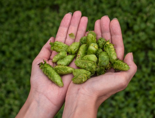 Let’s Get Saucy! The Science of Hop Extracts