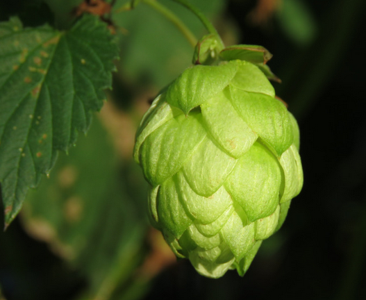 State of the Hop Industry