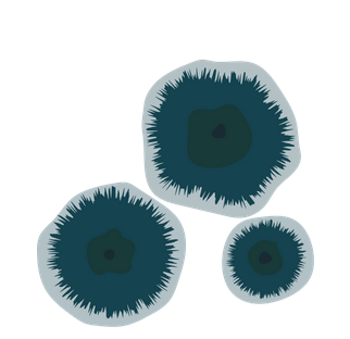 Fermentis Yeasts for German Lager Styles
