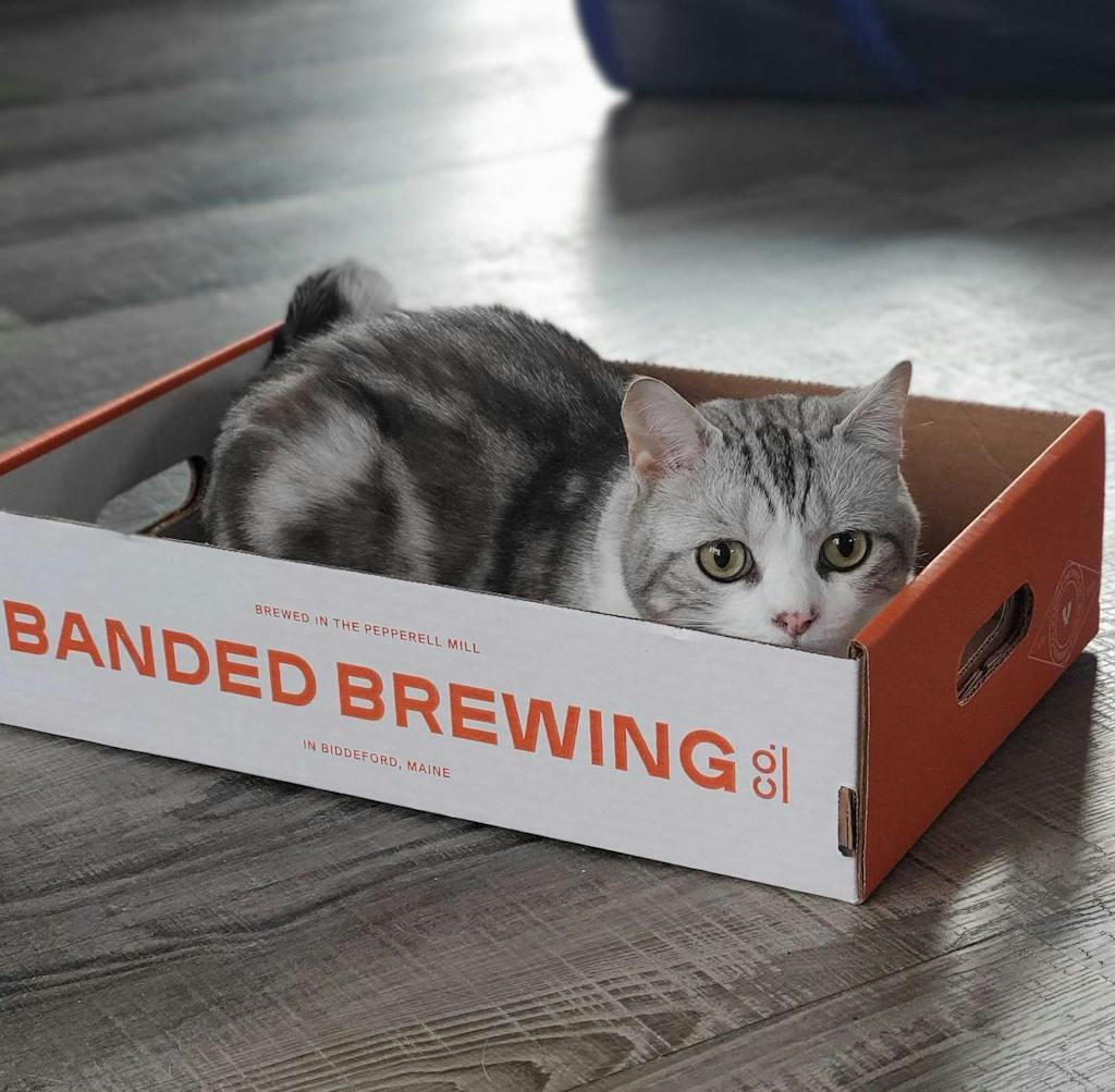 Banded_Cat