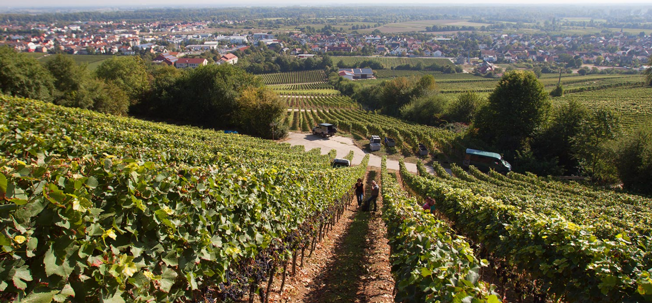 Groehl vineyards