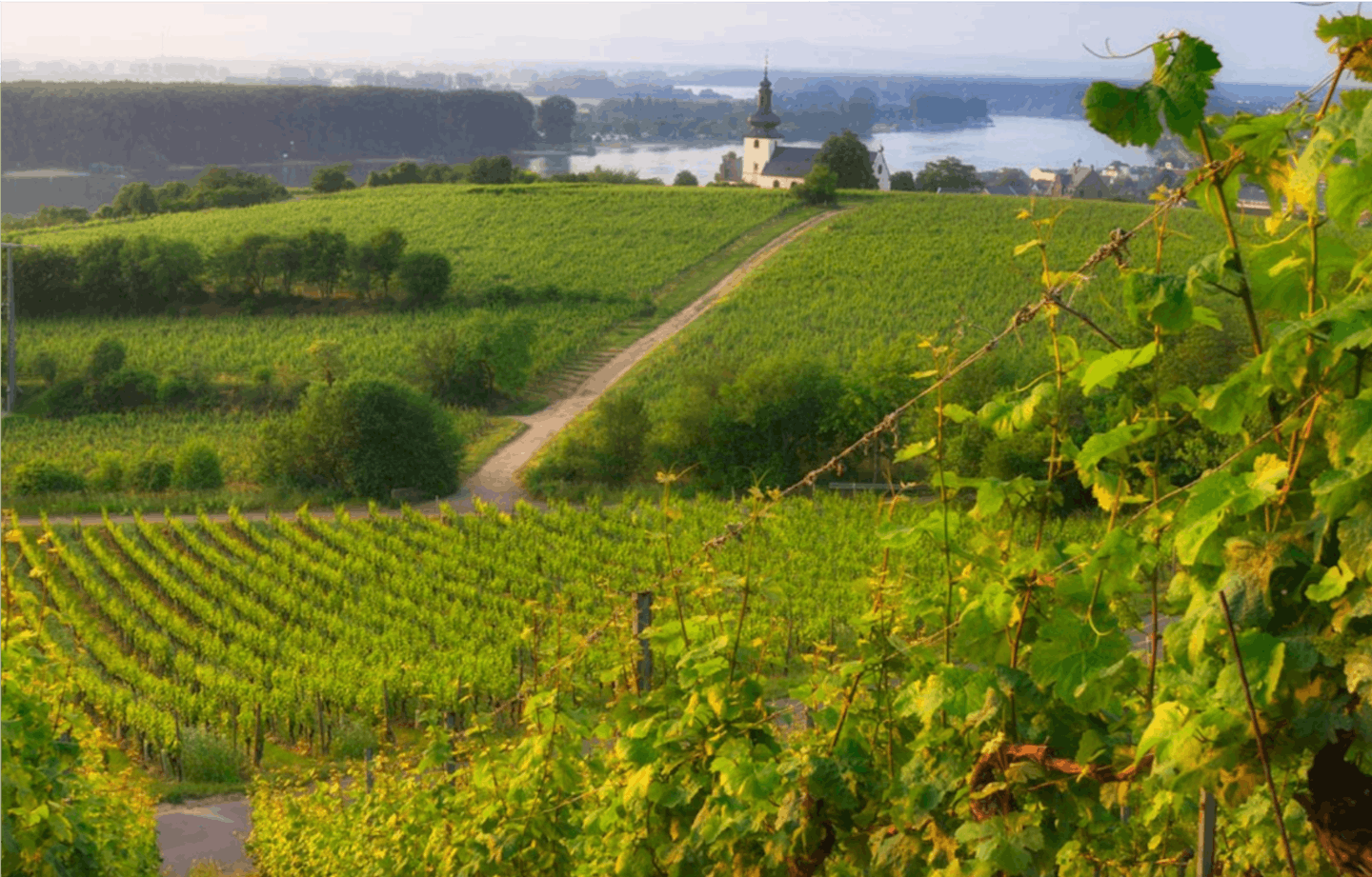 Groehl vineyards2