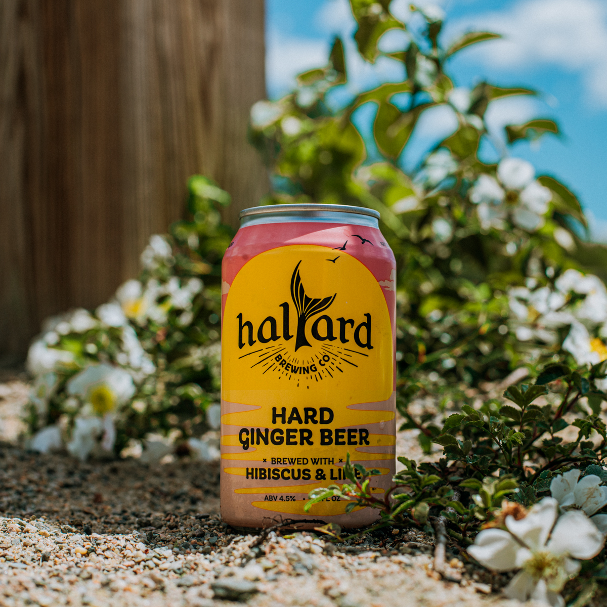 Halyard_hard_Ginger_Beer_square_2
