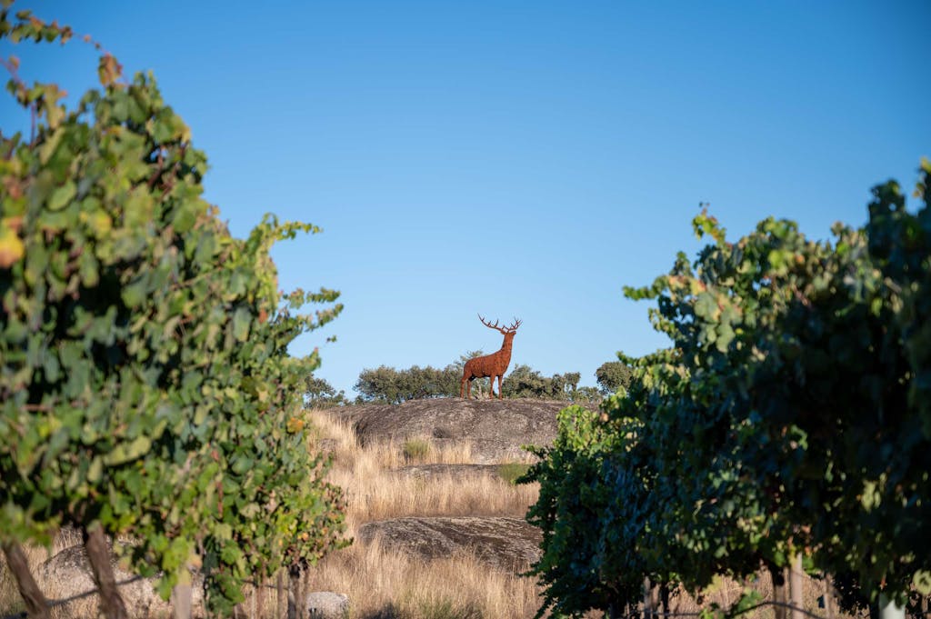 Herdade-da-Rocha_20210918_0099