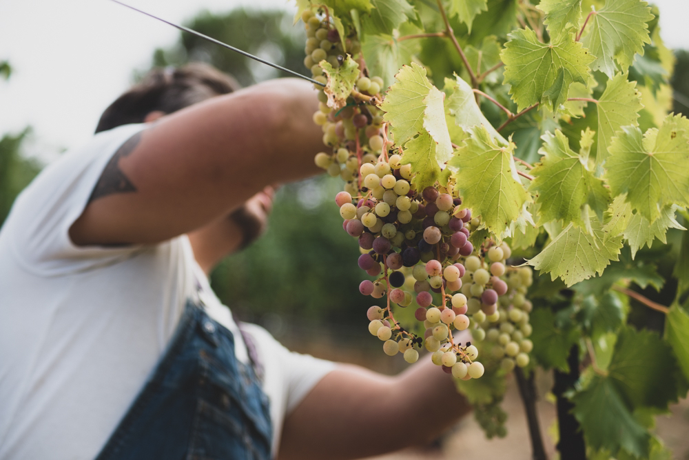 Matt harvetsing Vidal Blanc in Dry Creek Valley