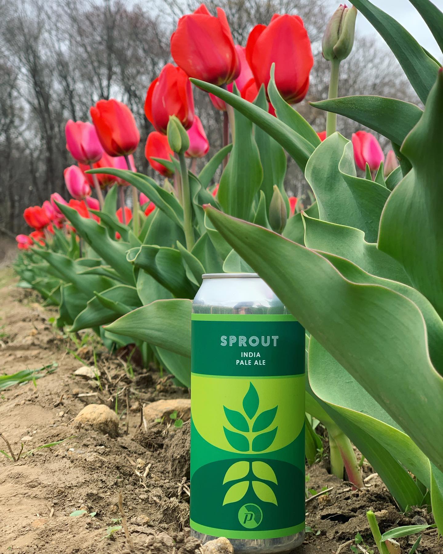 PRoclamationSprout2022