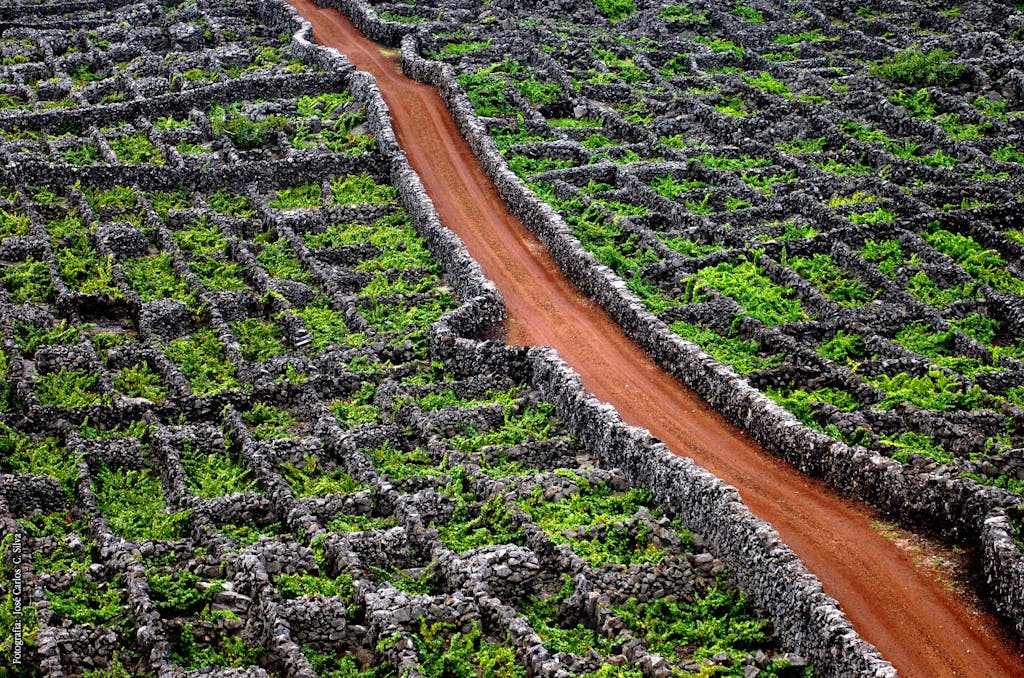 Picowines_20150606_0003-sm