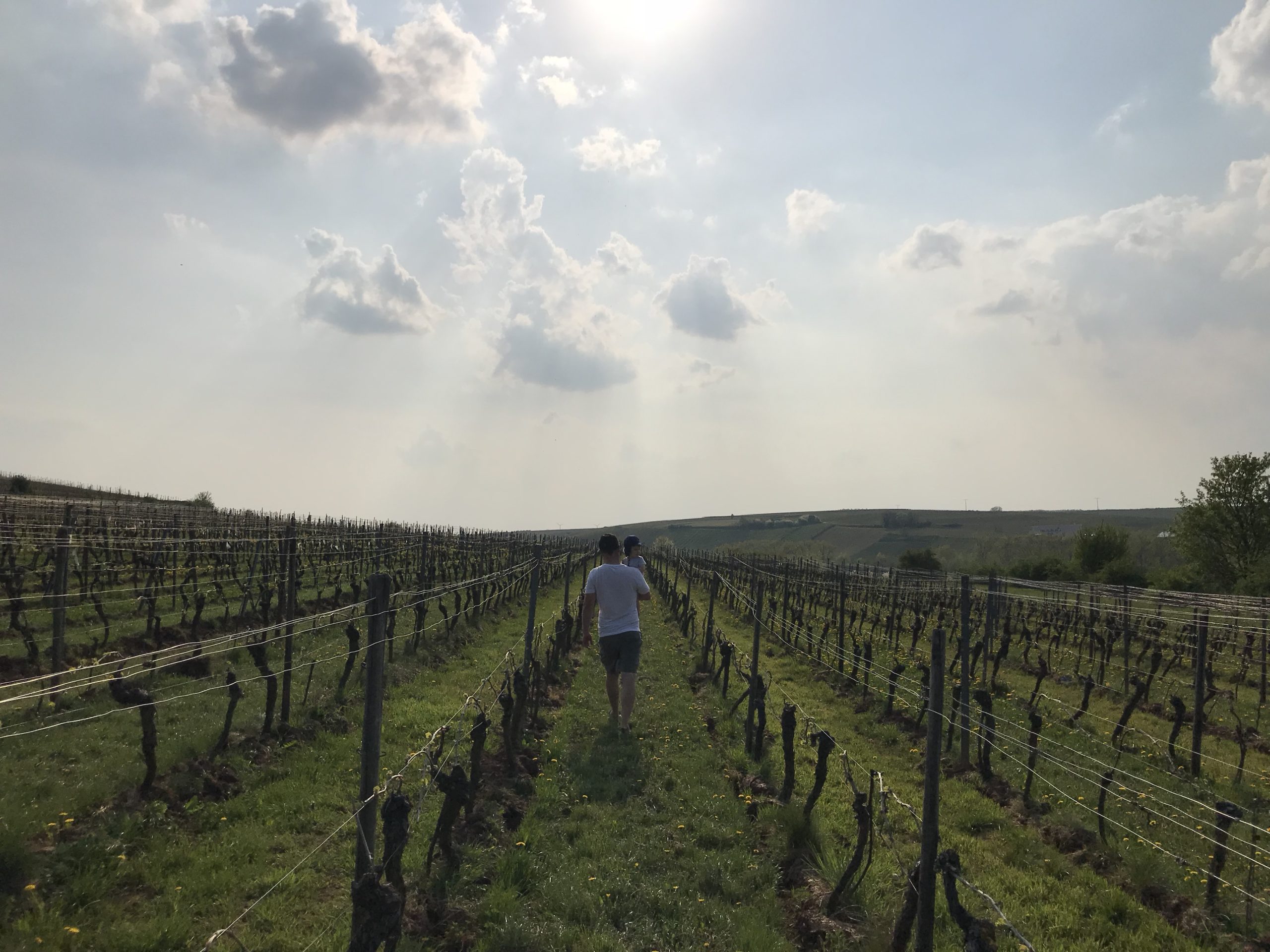 Rheinhessen