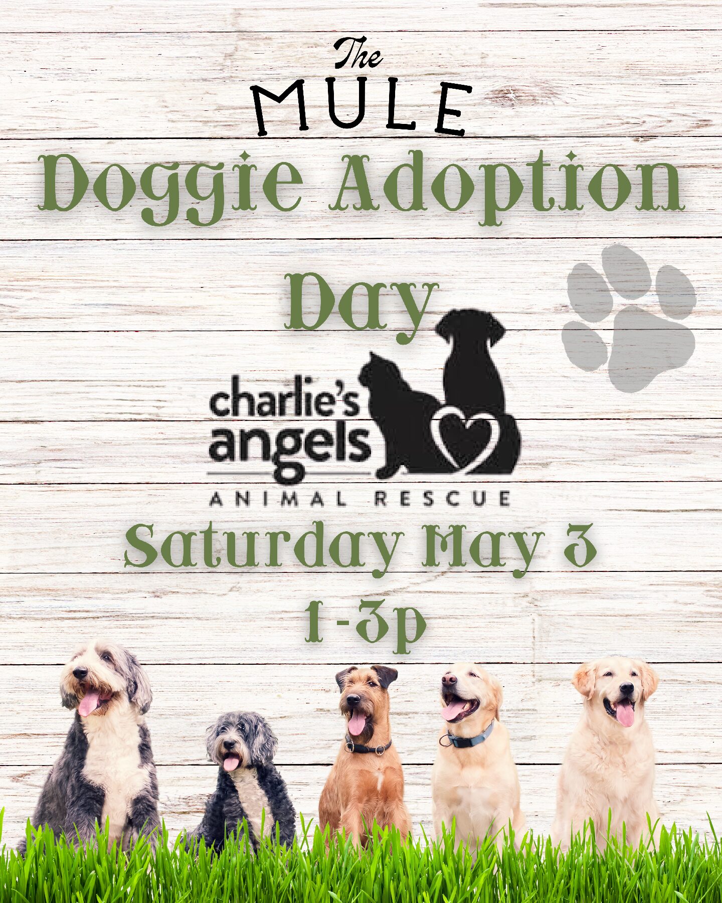 532025 Charlie's Angels Adoption day