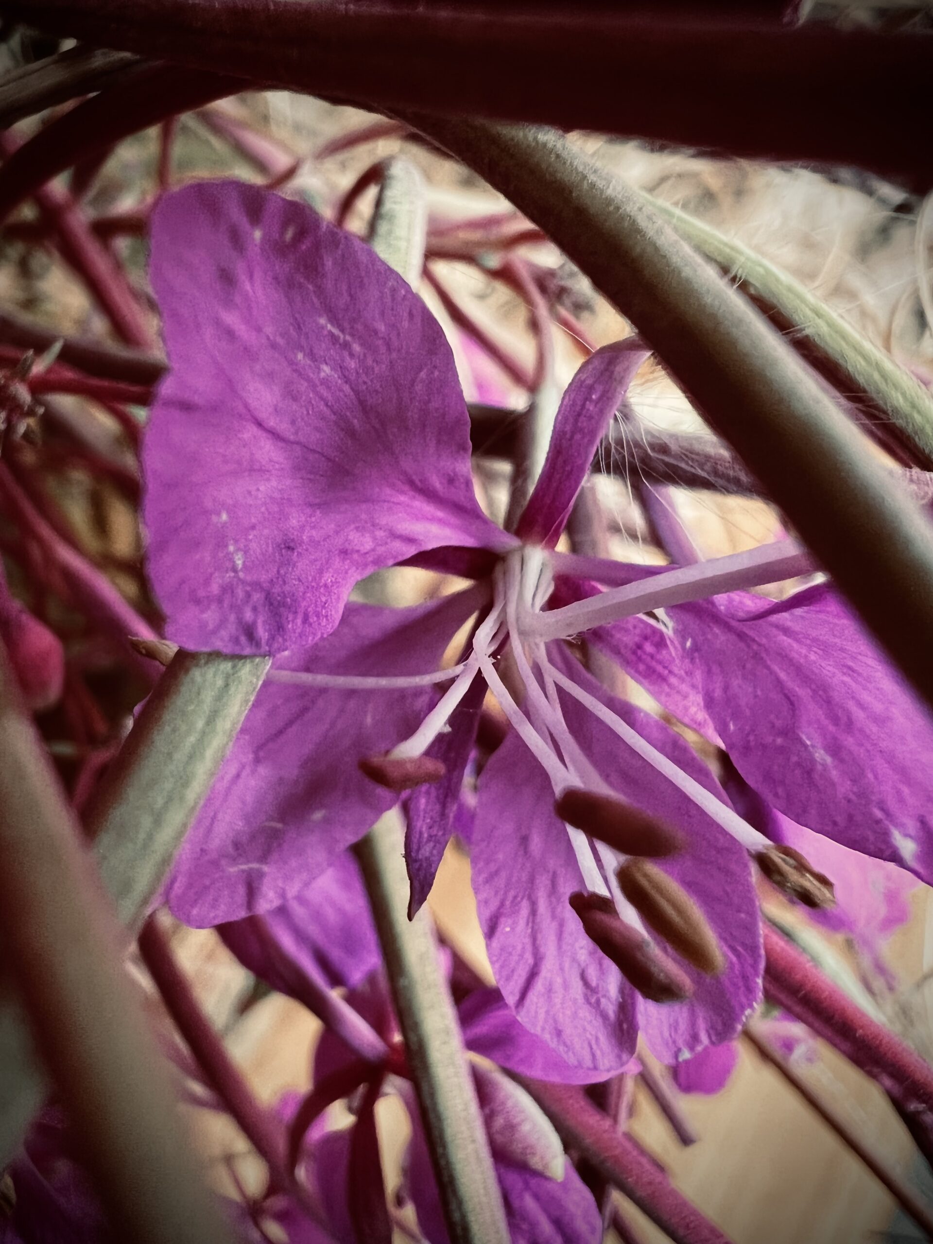 Credit Bertie Dyer (9)