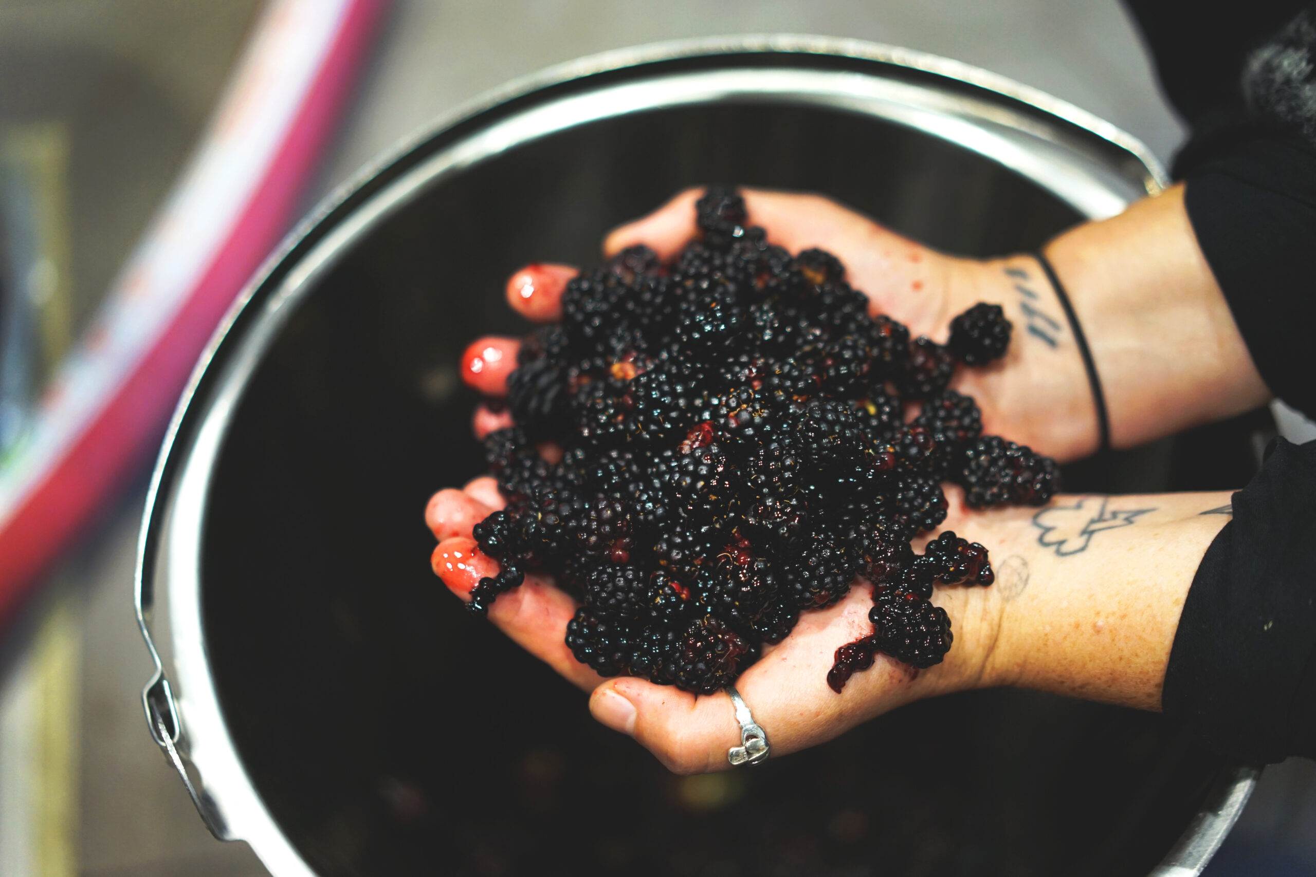 Fly In You Dreams Credit Matt Curtis