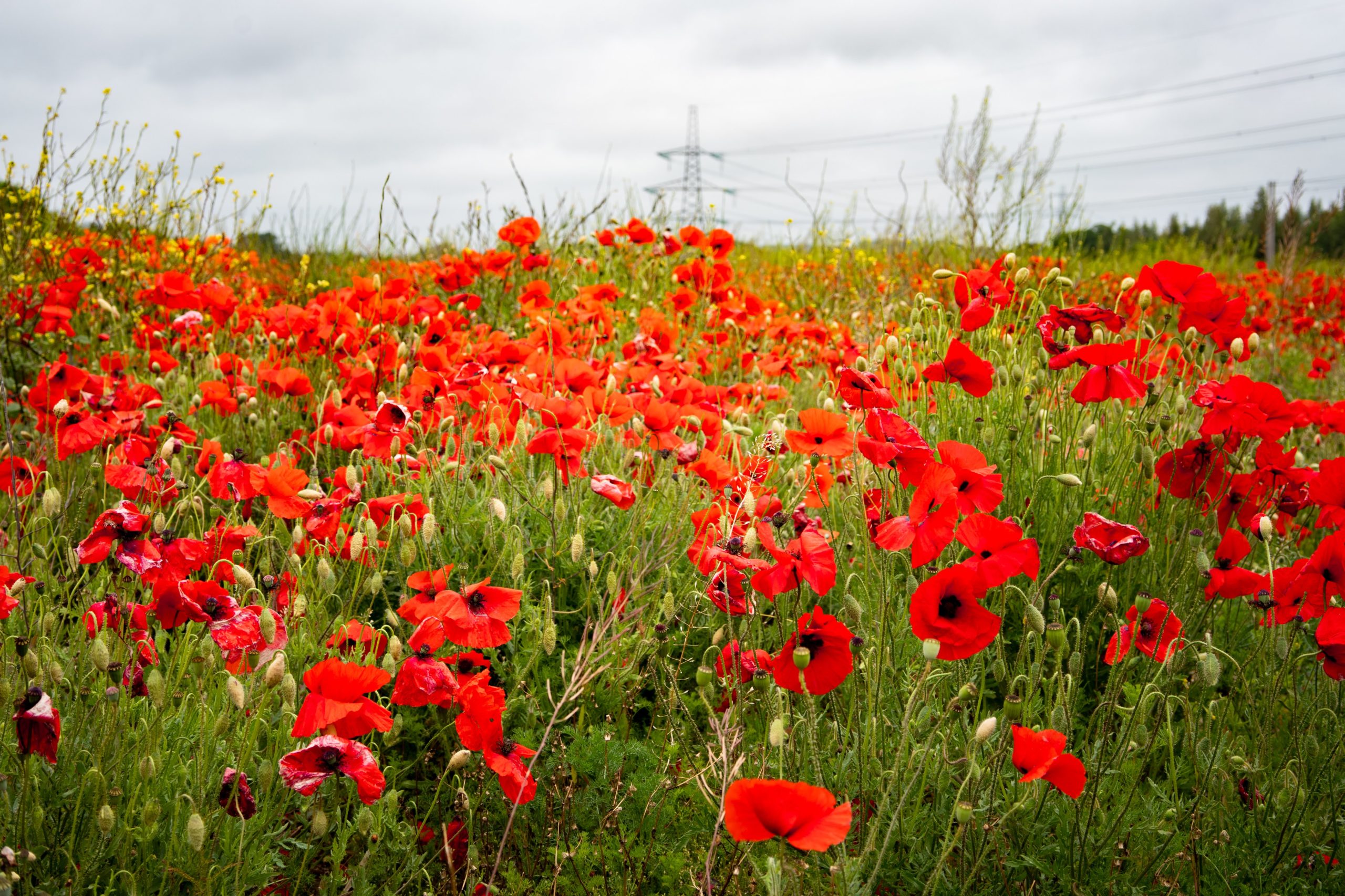 nature flowers poppies landscape | james beeson