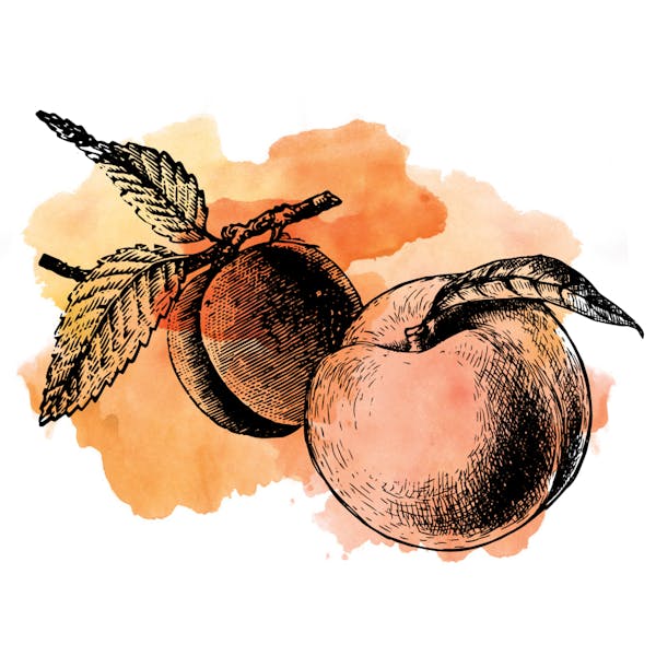 Apricot Graphic for Sour Apricot Peach