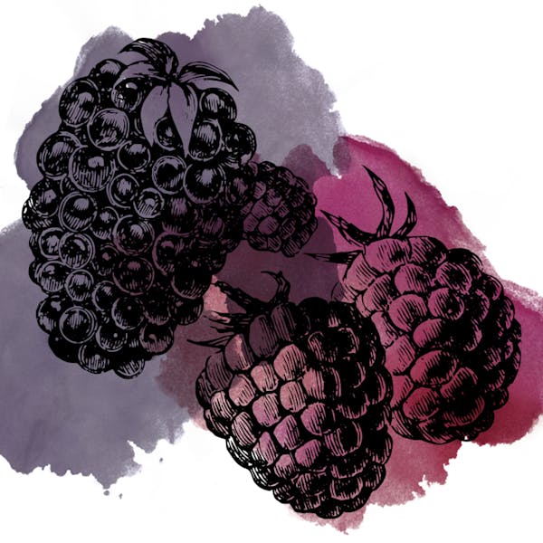 Berry Graphic for Sour Blackberry Raspberry