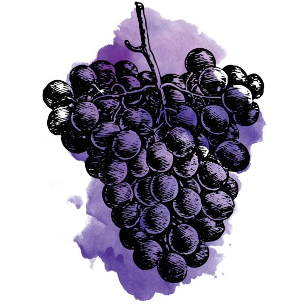 Graphic for Sour Concord Grape