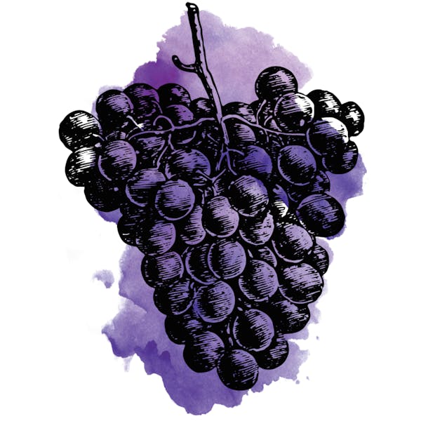 grape Graphic for Sour Concord Grape