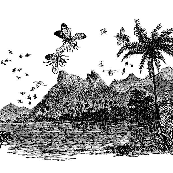 Image or graphic for Hawaiian Honey Helles Bock