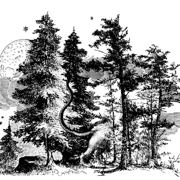 Image or graphic for Lost In The Forest