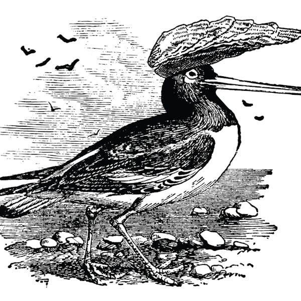 oystercatcher oystercatcher