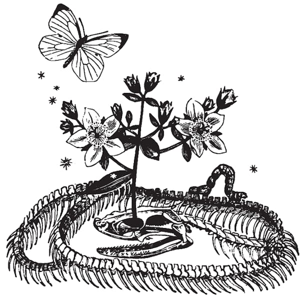 renewal renewal