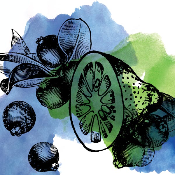 sourblueberrylime sourblueberrylime