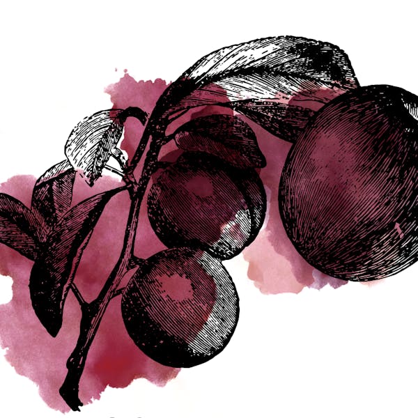 sourplum sourplum