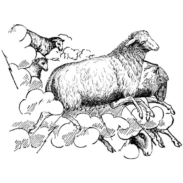 thundersheep Graphic for Thunder Sheep