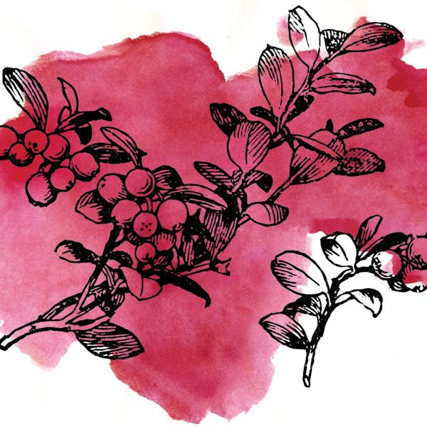 Image or graphic for Sour Cranberry