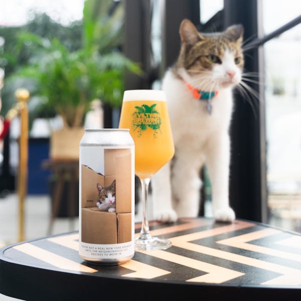 yellow beer in glass on table with cat