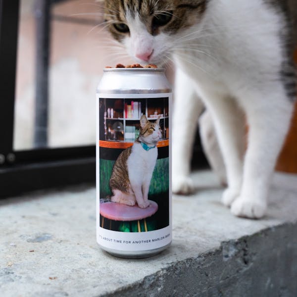 cat smelling can on beer