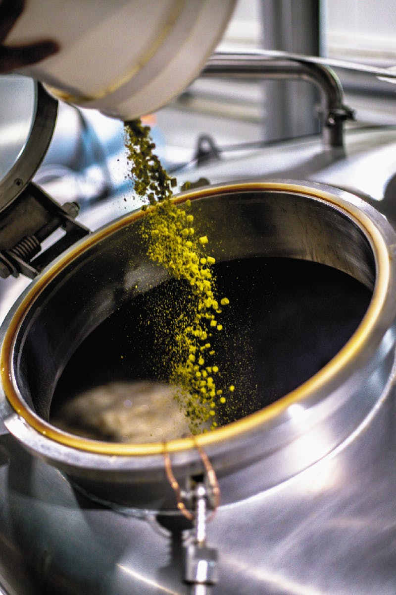 fresh hops being dumped into brewing tank