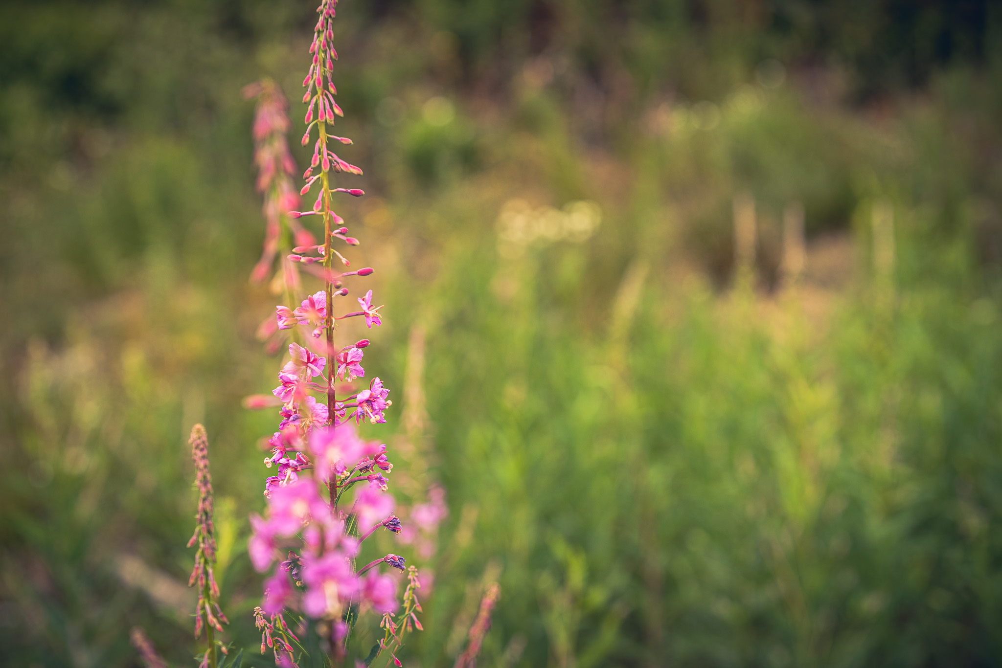 ‘Tastes like hard work:’ Inside a foraging hike on the Kitsap Peninsula