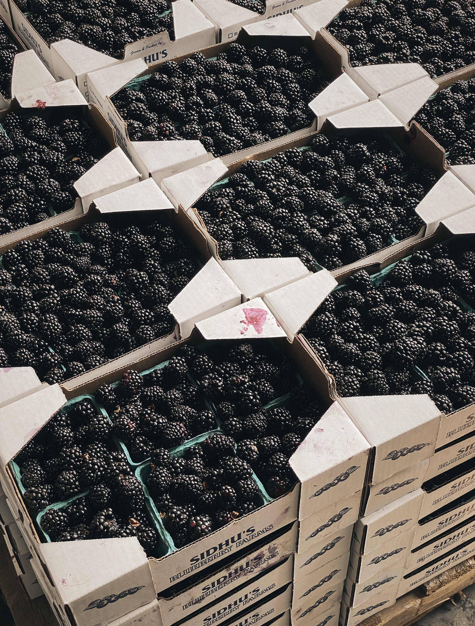 ‘Farmhouse Piquette’ and the potential of second-use fruit