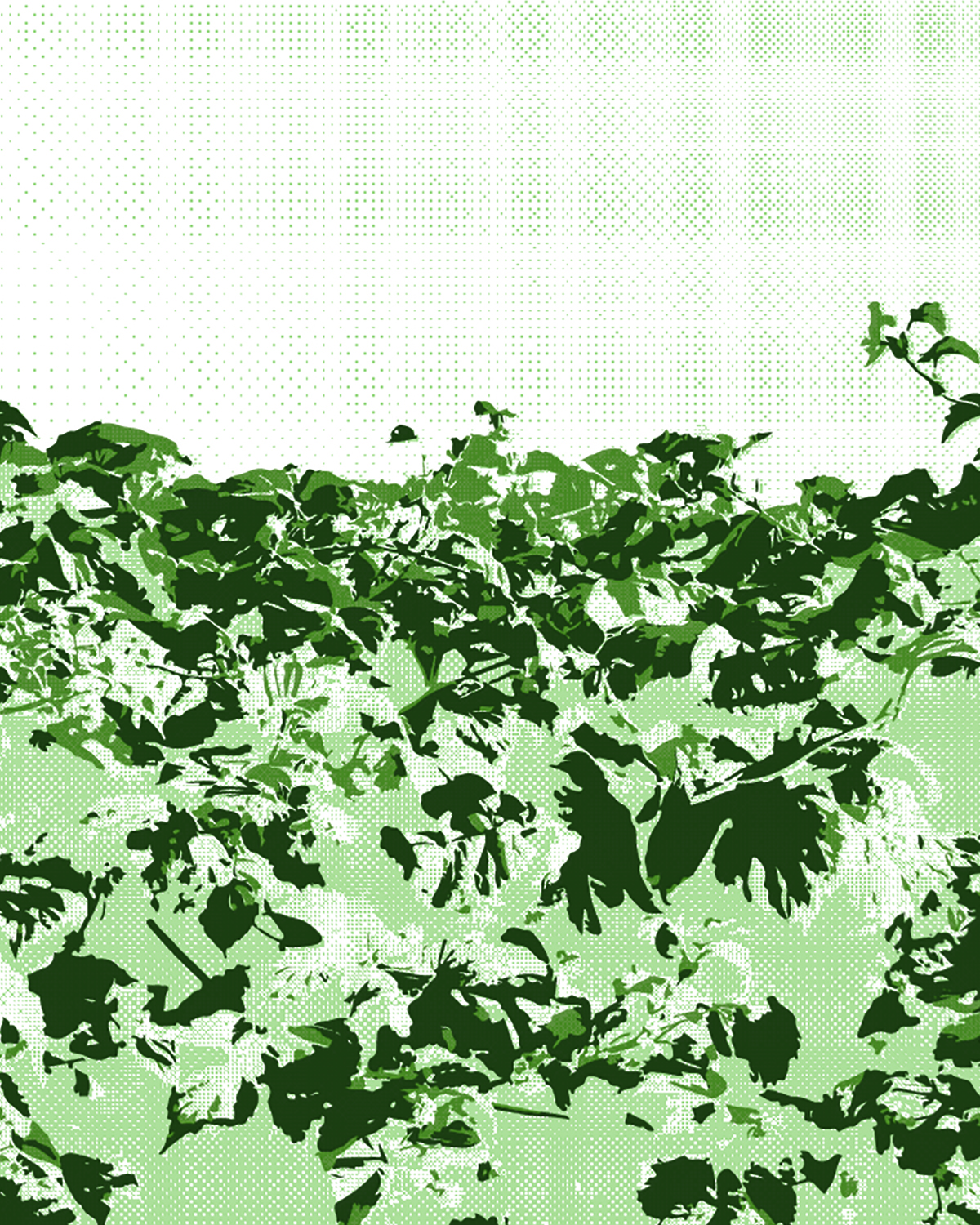 Image or graphic for Carrie