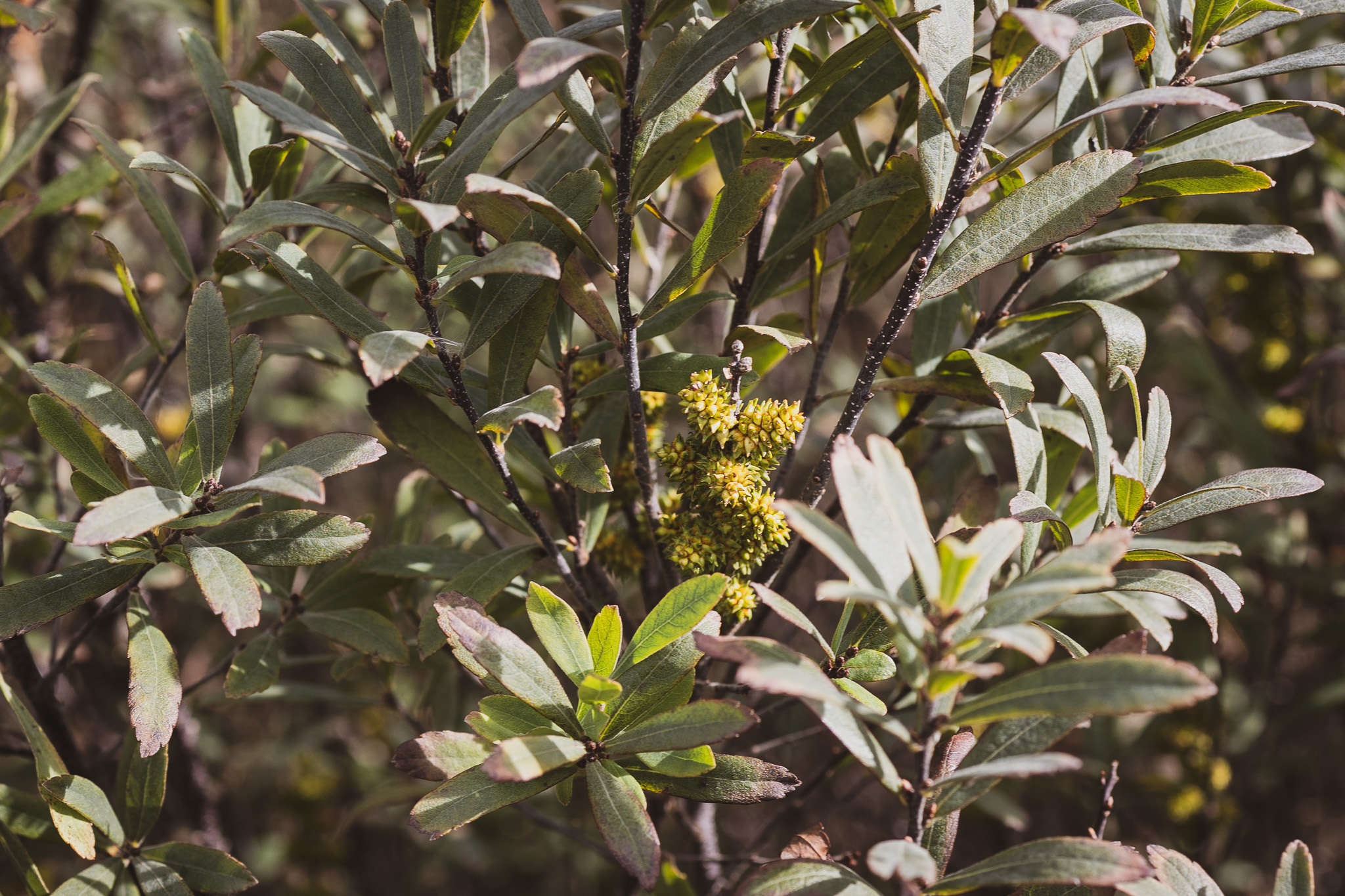 MyrtleForagingDay-05