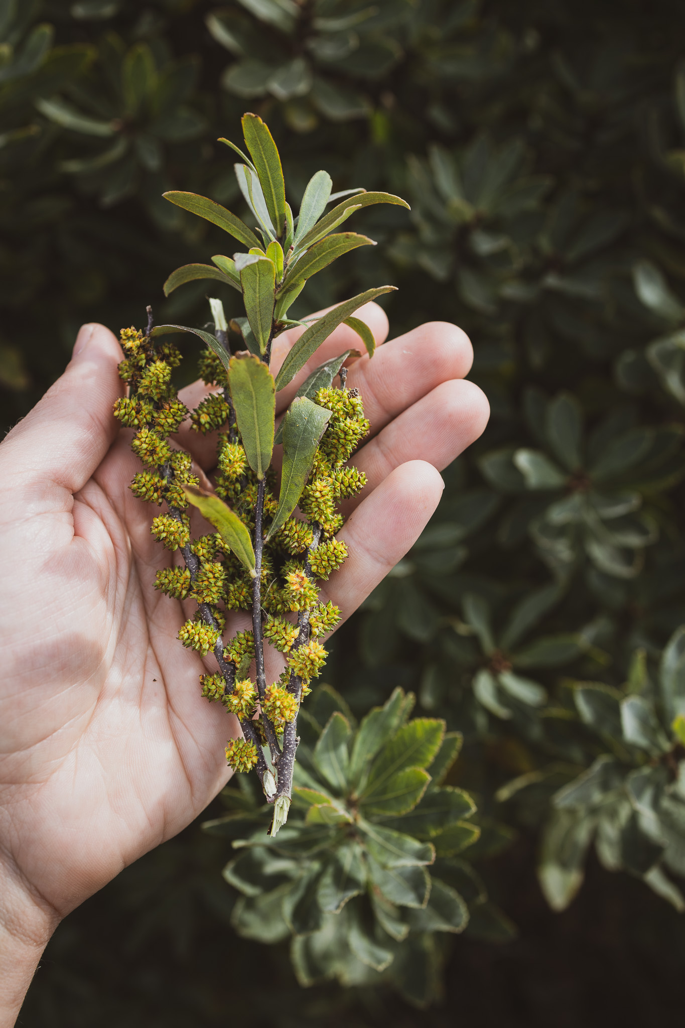 MyrtleForagingDay-06