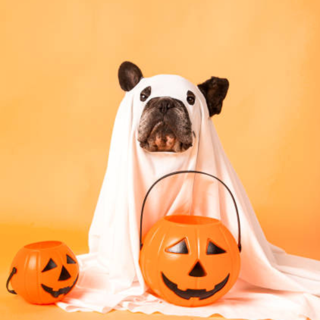 Howl-o-ween Pet Photos