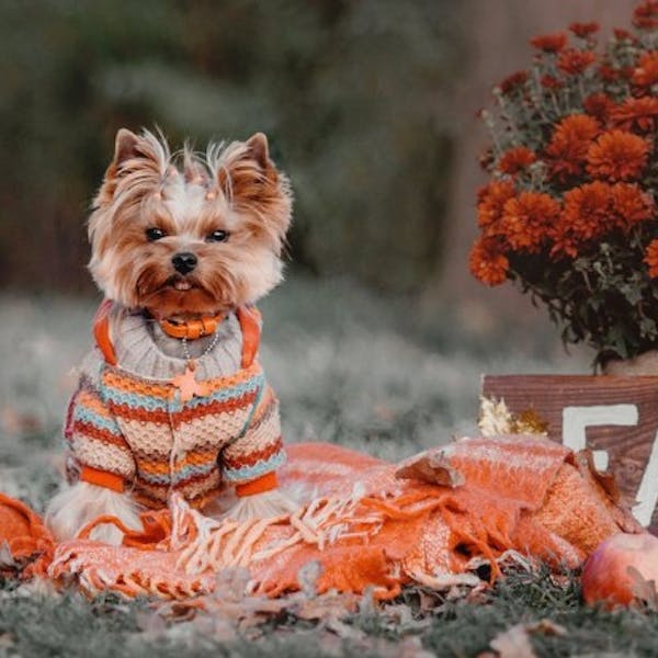 dog infall sweater dog infall sweater