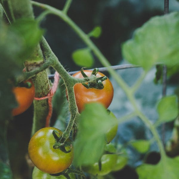 tomatoes urban garden