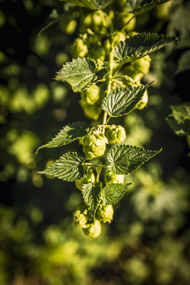 vine of hops