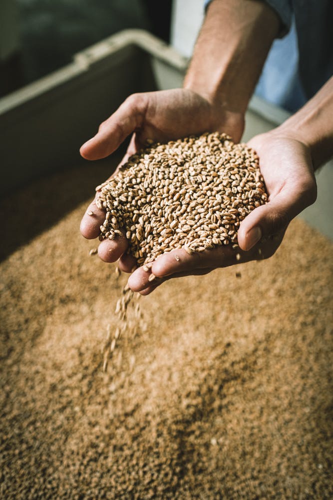 man holding grains