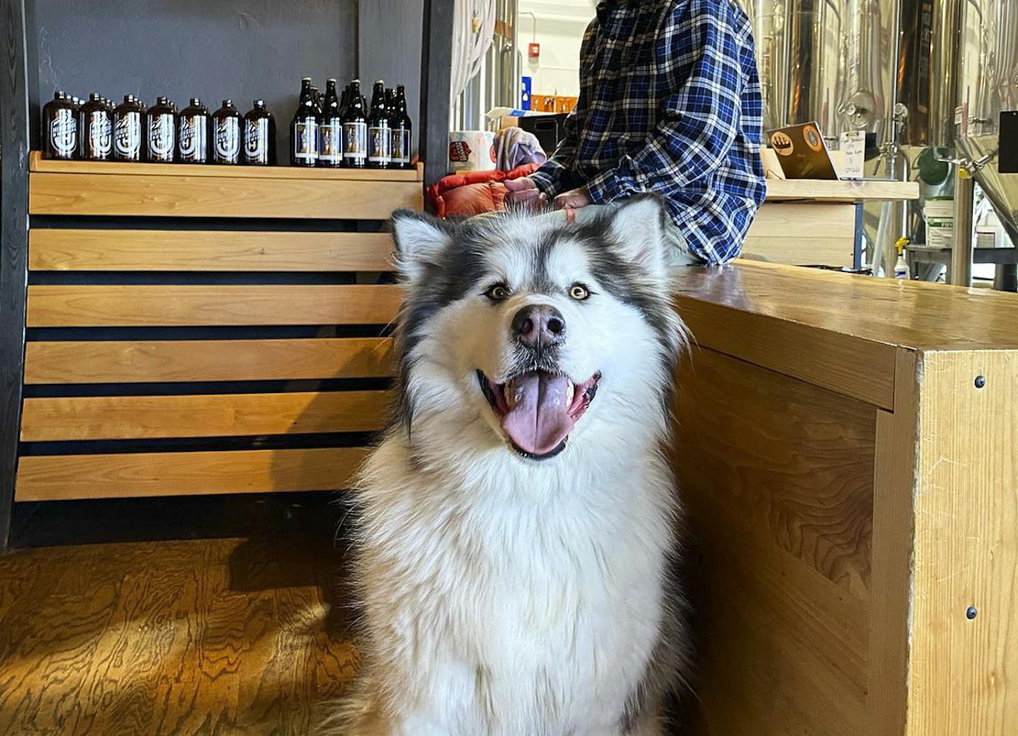 Big fluffy dog in the taproom