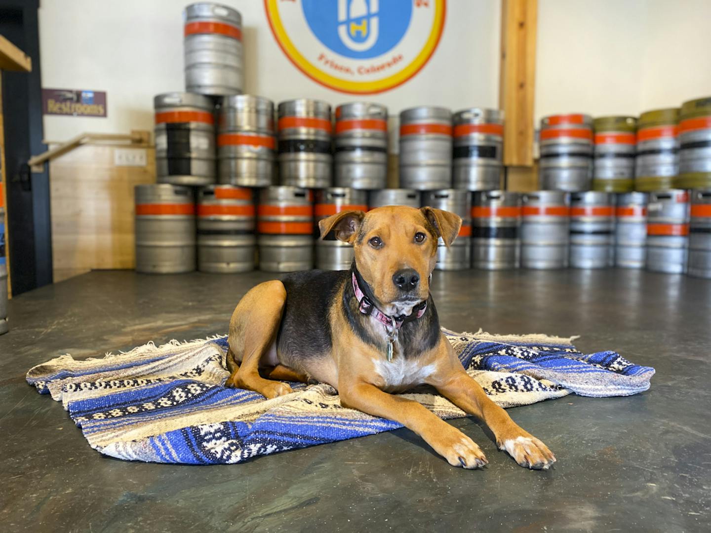 Dog in the taproom