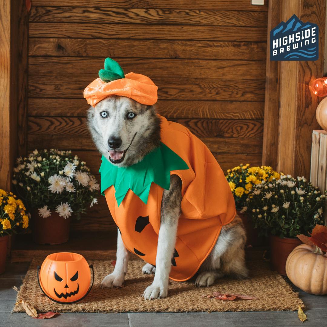dog dressed up