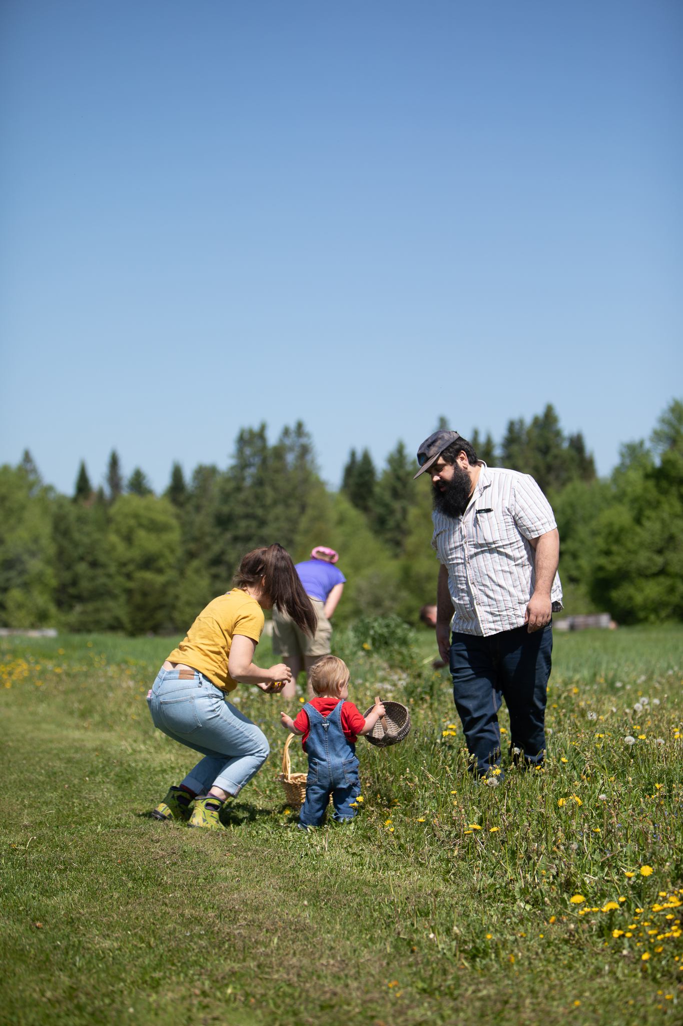 Dandelion Picking 20230531 016