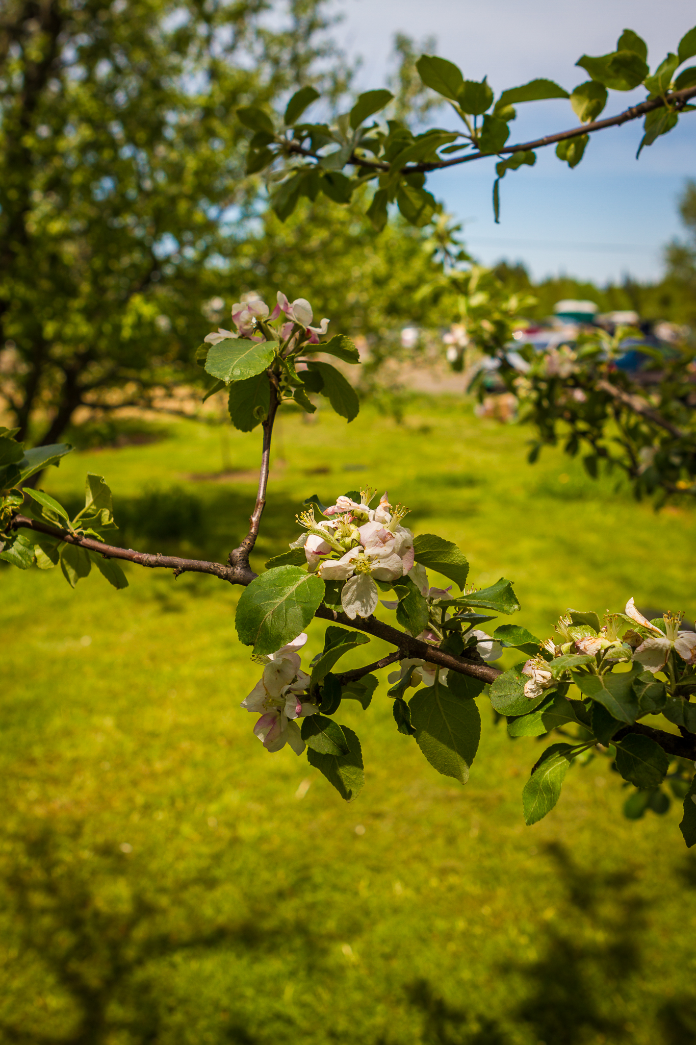 Elmore 20130528 002