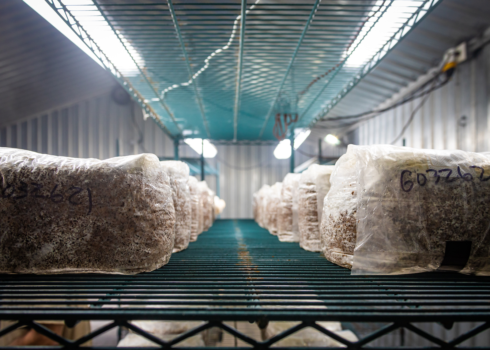 Peaceful Harvest 20210426 0004